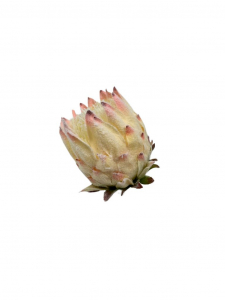 Protea Karczoch główka 9 cm krem róż