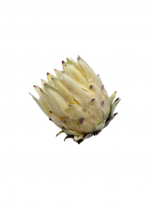 Protea Karczoch główka 9 cm krem