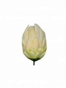 Protea główka 13 cm kremowa