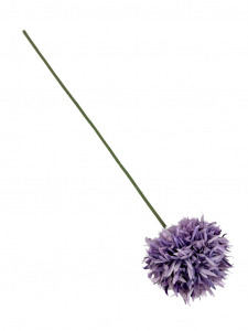 Czosnek chryzantema gałązka 45 cm fiolet