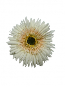 Aster główka 11 cm biało brzoskwiniowy