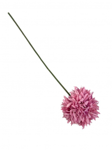 Czosnek chryzantema gałązka 45 cm różowy