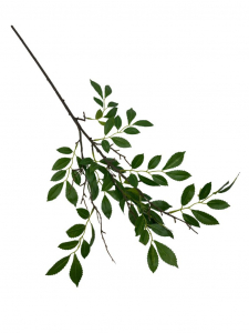Gałązka wiązu liście drzew 83 cm zielona