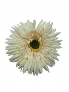 Aster główka 11 cm kremowy