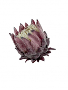 Protea Karczoch główka 9 cm brudny róż