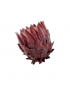 Protea Karczoch główka 9 cm bordo