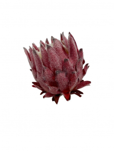 Protea Karczoch główka 9 cm czerwona