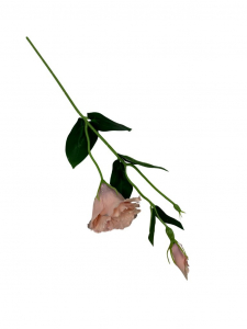 Eustoma gałązka 48 cm beż/pudrowy róż