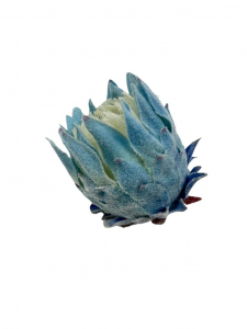 Protea Karczoch główka 9 cm niebieska