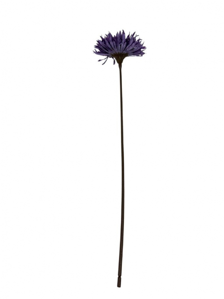 Aster gerbera gałązka 45 cm fiolet