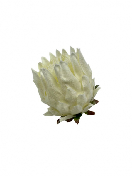 Protea Karczoch główka 9 cm biała