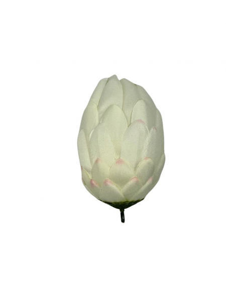 Protea główka 13 cm jasny krem