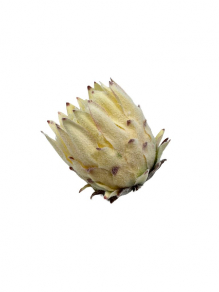 Protea Karczoch główka 9 cm krem