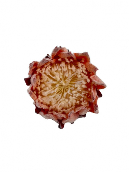 Protea Karczoch główka 9 cm pomarańczowa