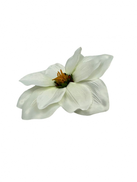 Magnolia główka 22 cm biała