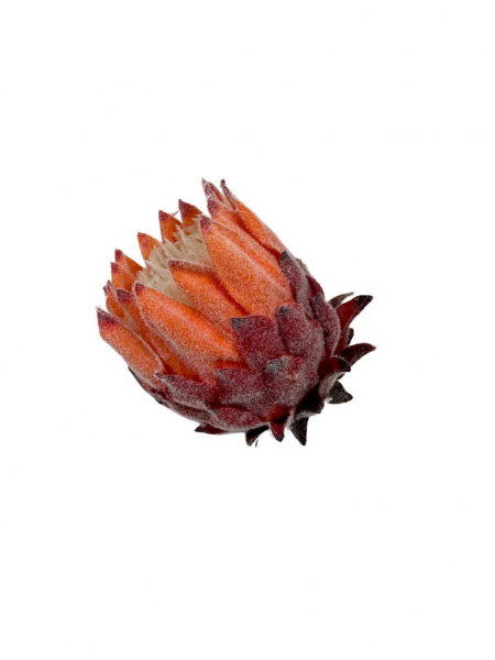 Protea Karczoch główka 9 cm pomarańczowa