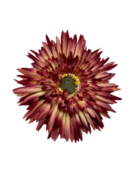 Aster główka 11 cm bordo