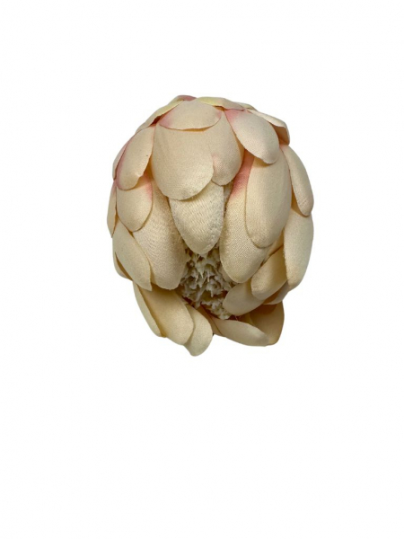 Protea główka 13 cm delikatna morela