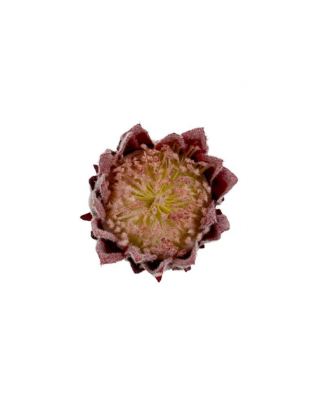 Protea Karczoch główka 9 cm bordo