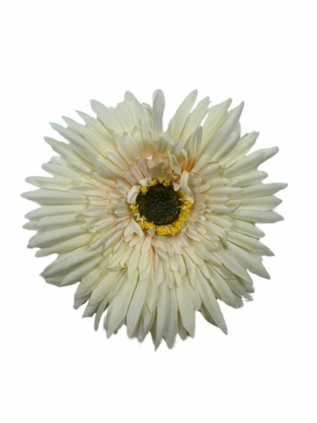 Aster główka 11 cm kremowy