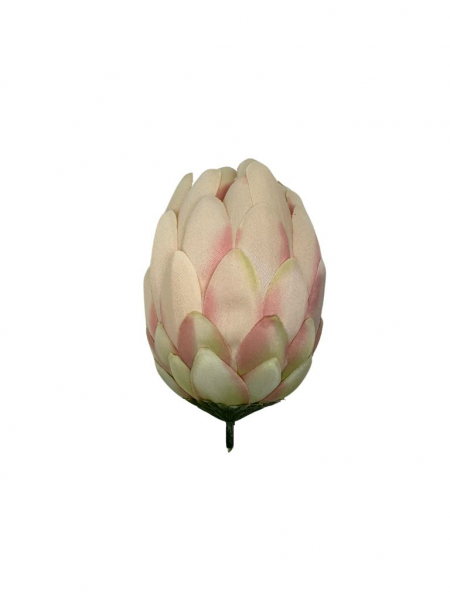 Protea główka 13 cm delikatna morela