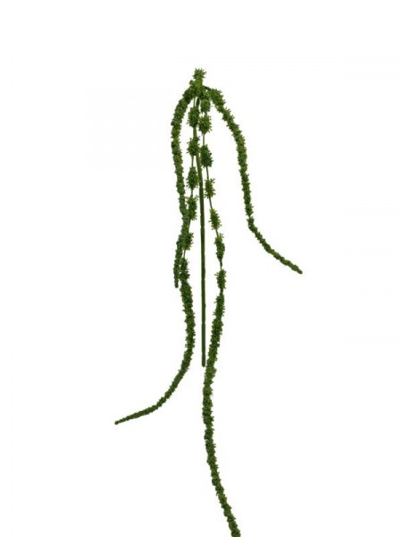Amarantus szarłat 108 cm zielony