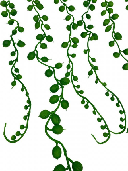 Senecio sukulent 75 cm zielony