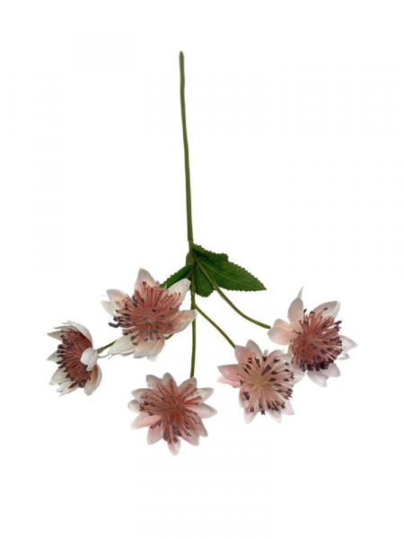 Astrantia (jarzmianka) 42 cm pudrowy róż