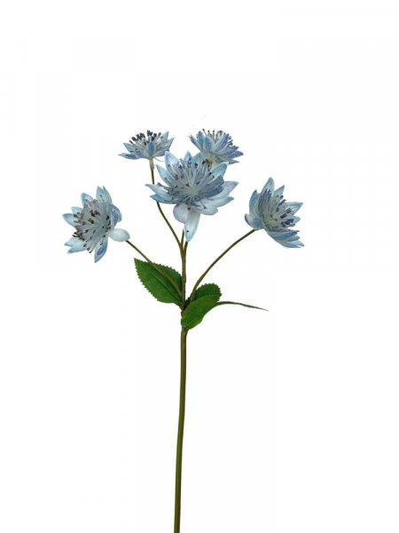 Astrantia (jarzmianka) 42 cm jasno niebieska